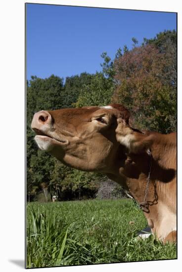 Portrait of Guernsey Cow Lying in Autum Pasture While Chewing Her Cud, Granby-Lynn M^ Stone-Mounted Photographic Print