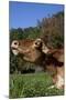 Portrait of Guernsey Cow Lying in Autum Pasture While Chewing Her Cud, Granby-Lynn M^ Stone-Mounted Photographic Print