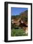 Portrait of Guernsey Cow Lying in Autum Pasture While Chewing Her Cud, Granby-Lynn M^ Stone-Framed Photographic Print