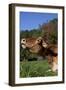 Portrait of Guernsey Cow Lying in Autum Pasture While Chewing Her Cud, Granby-Lynn M^ Stone-Framed Photographic Print