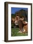 Portrait of Guernsey Cow Lying in Autum Pasture While Chewing Her Cud, Granby-Lynn M^ Stone-Framed Photographic Print