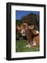 Portrait of Guernsey Cow Lying in Autum Pasture While Chewing Her Cud, Granby-Lynn M^ Stone-Framed Photographic Print