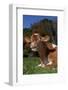 Portrait of Guernsey Cow Lying in Autum Pasture While Chewing Her Cud, Granby-Lynn M^ Stone-Framed Photographic Print
