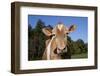 Portrait of Guernsey Cow-Lynn M^ Stone-Framed Photographic Print