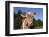 Portrait of Guernsey Cow-Lynn M^ Stone-Framed Photographic Print