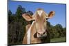 Portrait of Guernsey Cow-Lynn M^ Stone-Mounted Photographic Print