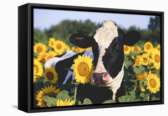 Portrait of Holstein Cow Standing in Sunflowers, Pecatonica, Illinois, USA-Lynn M^ Stone-Framed Stretched Canvas