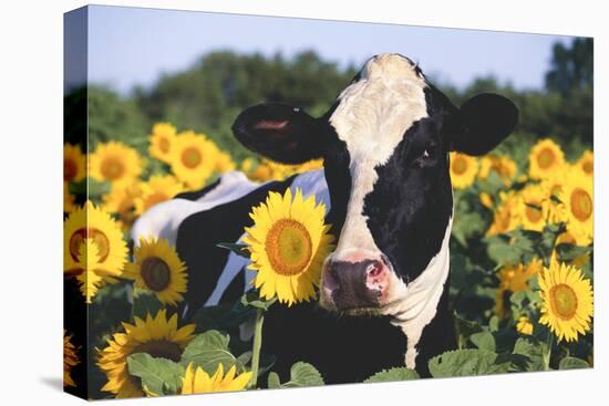 Portrait of Holstein Cow Standing in Sunflowers, Pecatonica, Illinois, USA-Lynn M^ Stone-Stretched Canvas