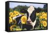 Portrait of Holstein Cow Standing in Sunflowers, Pecatonica, Illinois, USA-Lynn M^ Stone-Framed Stretched Canvas