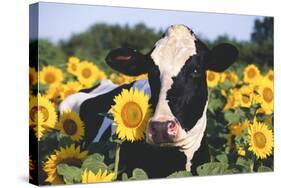 Portrait of Holstein Cow Standing in Sunflowers, Pecatonica, Illinois, USA-Lynn M^ Stone-Stretched Canvas