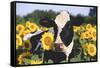 Portrait of Holstein Cow Standing in Sunflowers, Pecatonica, Illinois, USA-Lynn M^ Stone-Framed Stretched Canvas