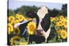 Portrait of Holstein Cow Standing in Sunflowers, Pecatonica, Illinois, USA-Lynn M^ Stone-Stretched Canvas