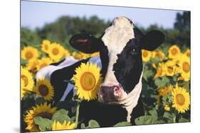 Portrait of Holstein Cow Standing in Sunflowers, Pecatonica, Illinois, USA-Lynn M^ Stone-Mounted Premium Photographic Print