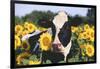 Portrait of Holstein Cow Standing in Sunflowers, Pecatonica, Illinois, USA-Lynn M^ Stone-Framed Premium Photographic Print