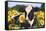 Portrait of Holstein Cow Standing in Sunflowers, Pecatonica, Illinois, USA-Lynn M^ Stone-Framed Stretched Canvas