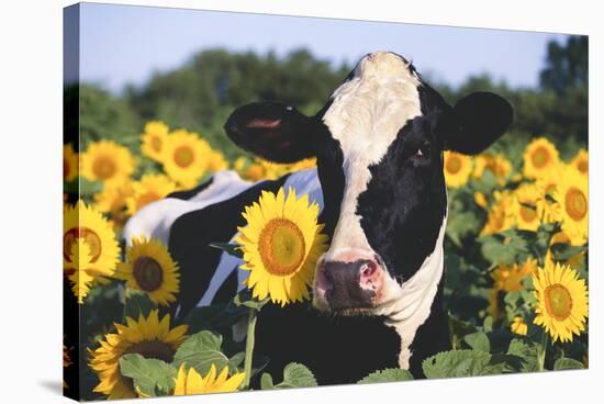 Portrait of Holstein Cow Standing in Sunflowers, Pecatonica, Illinois, USA-Lynn M^ Stone-Stretched Canvas