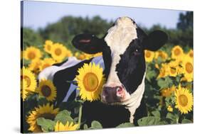 Portrait of Holstein Cow Standing in Sunflowers, Pecatonica, Illinois, USA-Lynn M^ Stone-Stretched Canvas