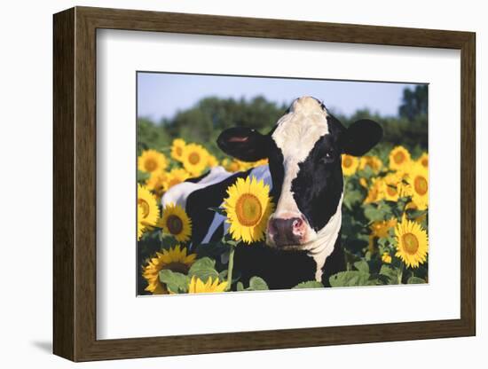 Portrait of Holstein Cow Standing in Sunflowers, Pecatonica, Illinois, USA-Lynn M^ Stone-Framed Photographic Print