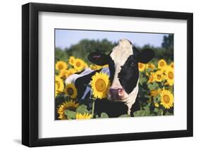 Portrait of Holstein Cow Standing in Sunflowers, Pecatonica, Illinois, USA-Lynn M^ Stone-Framed Photographic Print