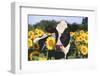 Portrait of Holstein Cow Standing in Sunflowers, Pecatonica, Illinois, USA-Lynn M^ Stone-Framed Photographic Print