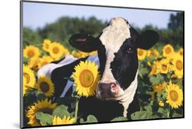 Portrait of Holstein Cow Standing in Sunflowers, Pecatonica, Illinois, USA-Lynn M^ Stone-Mounted Photographic Print