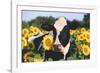 Portrait of Holstein Cow Standing in Sunflowers, Pecatonica, Illinois, USA-Lynn M^ Stone-Framed Photographic Print