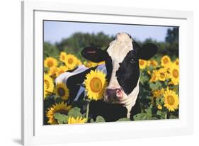 Portrait of Holstein Cow Standing in Sunflowers, Pecatonica, Illinois, USA-Lynn M^ Stone-Framed Photographic Print