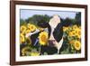 Portrait of Holstein Cow Standing in Sunflowers, Pecatonica, Illinois, USA-Lynn M^ Stone-Framed Photographic Print