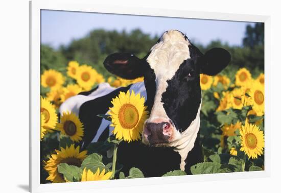 Portrait of Holstein Cow Standing in Sunflowers, Pecatonica, Illinois, USA-Lynn M^ Stone-Framed Photographic Print