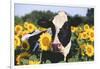 Portrait of Holstein Cow Standing in Sunflowers, Pecatonica, Illinois, USA-Lynn M^ Stone-Framed Photographic Print