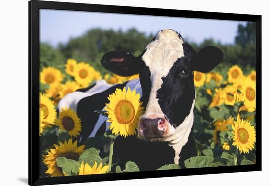 Portrait of Holstein Cow Standing in Sunflowers, Pecatonica, Illinois, USA-Lynn M^ Stone-Framed Photographic Print