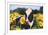 Portrait of Holstein Cow Standing in Sunflowers, Pecatonica, Illinois, USA-Lynn M^ Stone-Framed Photographic Print