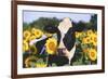 Portrait of Holstein Cow Standing in Sunflowers, Pecatonica, Illinois, USA-Lynn M^ Stone-Framed Photographic Print