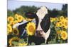 Portrait of Holstein Cow Standing in Sunflowers, Pecatonica, Illinois, USA-Lynn M^ Stone-Mounted Photographic Print