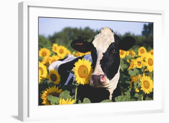 Portrait of Holstein Cow Standing in Sunflowers, Pecatonica, Illinois, USA-Lynn M^ Stone-Framed Photographic Print