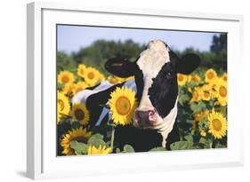 Portrait of Holstein Cow Standing in Sunflowers, Pecatonica, Illinois, USA-Lynn M^ Stone-Framed Photographic Print