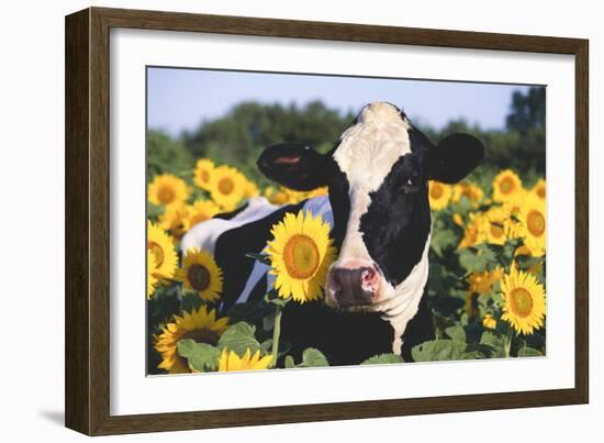 Portrait of Holstein Cow Standing in Sunflowers, Pecatonica, Illinois, USA-Lynn M^ Stone-Framed Photographic Print