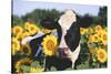 Portrait of Holstein Cow Standing in Sunflowers, Pecatonica, Illinois, USA-Lynn M^ Stone-Stretched Canvas