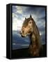 Portrait of Horse-Arctic-Images-Framed Stretched Canvas