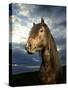 Portrait of Horse-Arctic-Images-Stretched Canvas