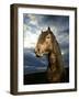 Portrait of Horse-Arctic-Images-Framed Photographic Print