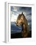 Portrait of Horse-Arctic-Images-Framed Photographic Print