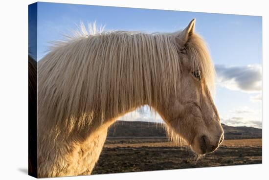 Portrait of Icelandic horse, Iceland.-Bill Young-Stretched Canvas
