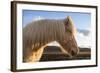 Portrait of Icelandic horse, Iceland.-Bill Young-Framed Photographic Print