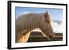 Portrait of Icelandic horse, Iceland.-Bill Young-Framed Photographic Print