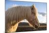 Portrait of Icelandic horse, Iceland.-Bill Young-Mounted Photographic Print