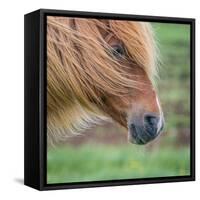 Portrait of Icelandic Horse, Iceland-null-Framed Stretched Canvas
