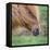 Portrait of Icelandic Horse, Iceland-null-Framed Stretched Canvas