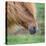 Portrait of Icelandic Horse, Iceland-null-Stretched Canvas