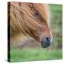 Portrait of Icelandic Horse, Iceland-null-Stretched Canvas